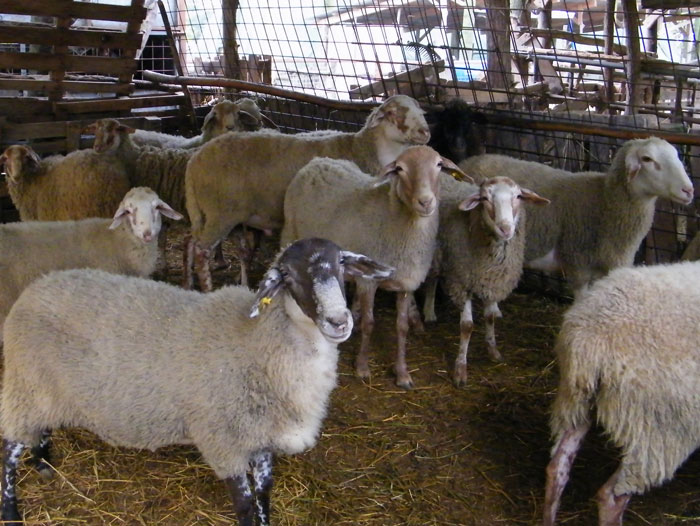 Sheep and goats | Fattorie "Il Filod'Erba"